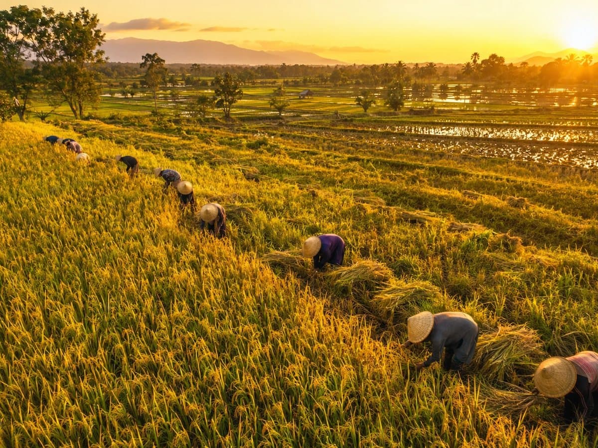 Farmers working in rice fields at sunset
